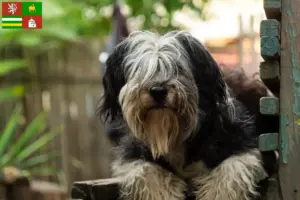 Read more about the article PON breeders and puppies in Pilsen