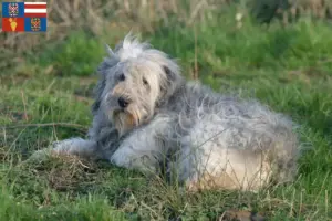 Read more about the article PON breeders and puppies in South Moravia