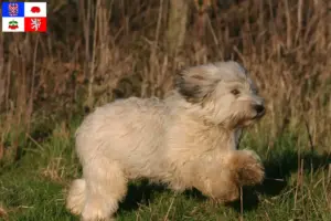 Read more about the article PON breeders and puppies in Vysočina