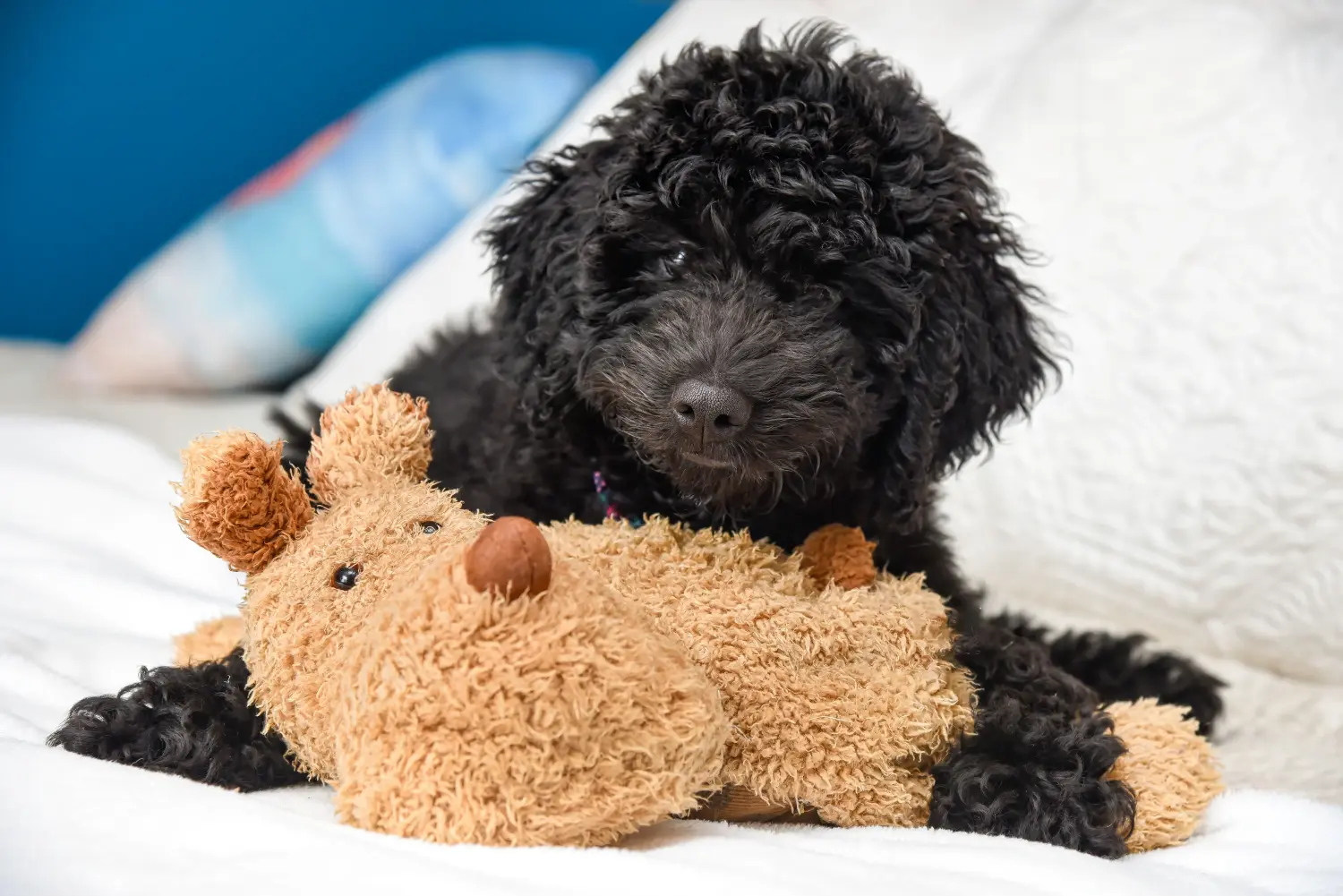 Buying a poodle puppy means taking responsibility! Buy poodle puppies.