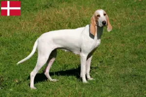 Read more about the article Porcelaine breeders and puppies in Denmark