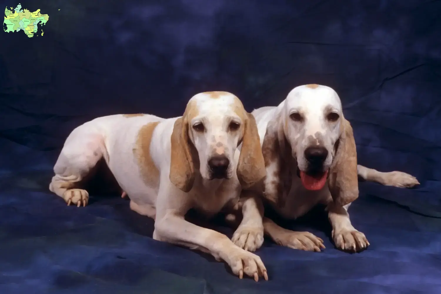 Read more about the article Porcelaine breeders and puppies in Midtjylland