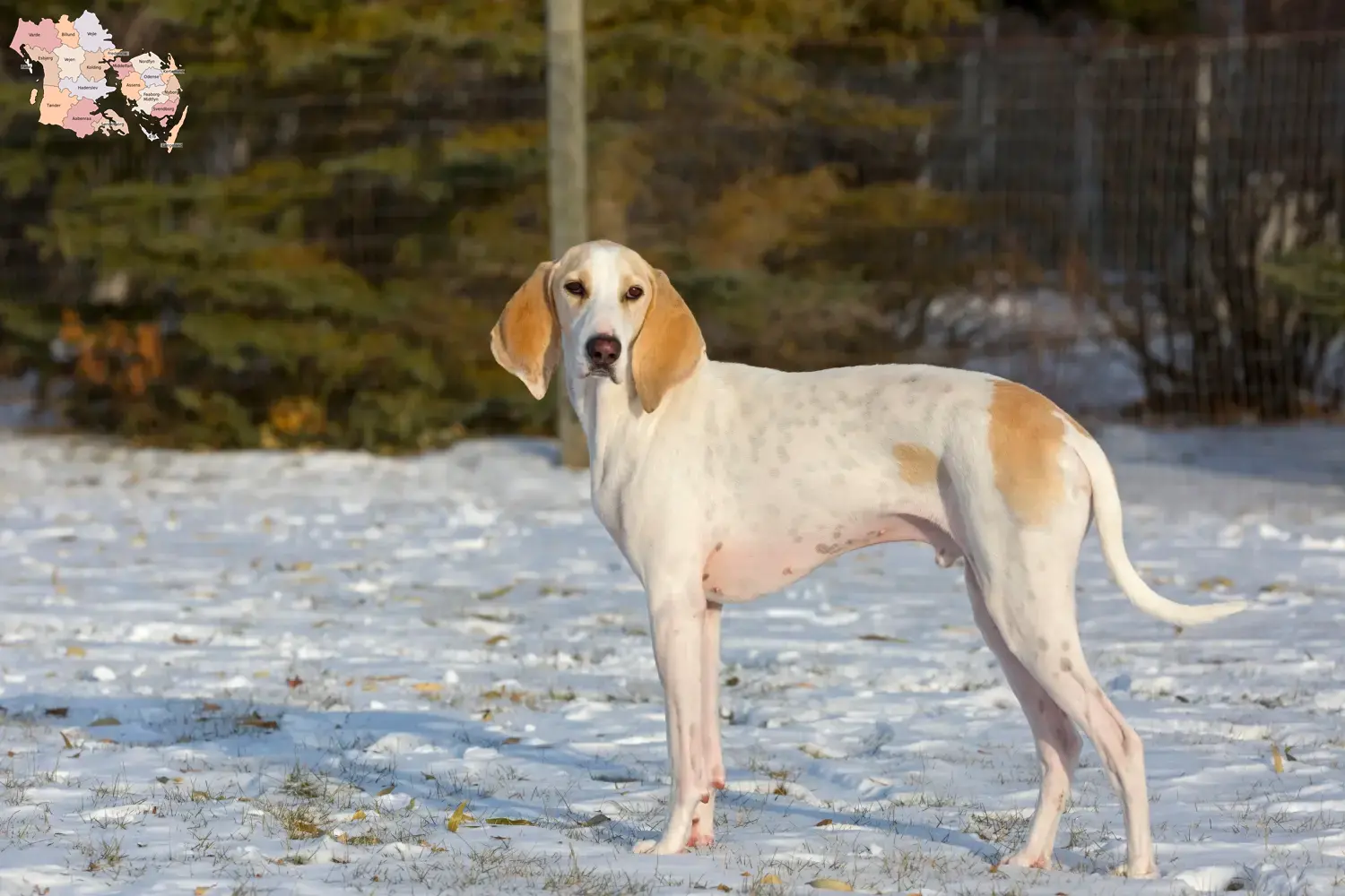 Read more about the article Porcelaine breeders and puppies in Syddanmark
