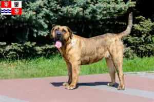 Read more about the article Presa Canario breeders and puppies in Central Bohemia