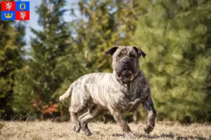 Read more about the article Presa Canario breeders and puppies in Hradec Králové