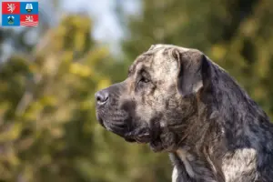 Read more about the article Presa Canario breeders and puppies in Karlsbad