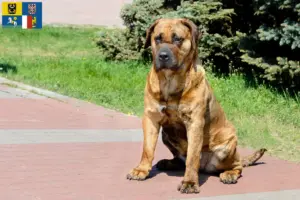 Read more about the article Presa Canario breeders and puppies in Moravia-Silesia