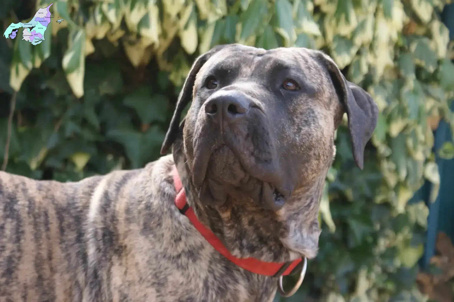 Presa Canario puppies and breeders Nordjylland Here you can find Presa Canarios breeders in Nordjylland.