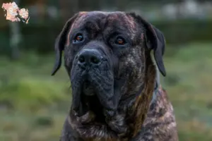 Read more about the article Presa Canario breeders and puppies in Syddanmark