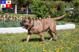 Read more about the article Presa Canario breeders and puppies in Vysočina