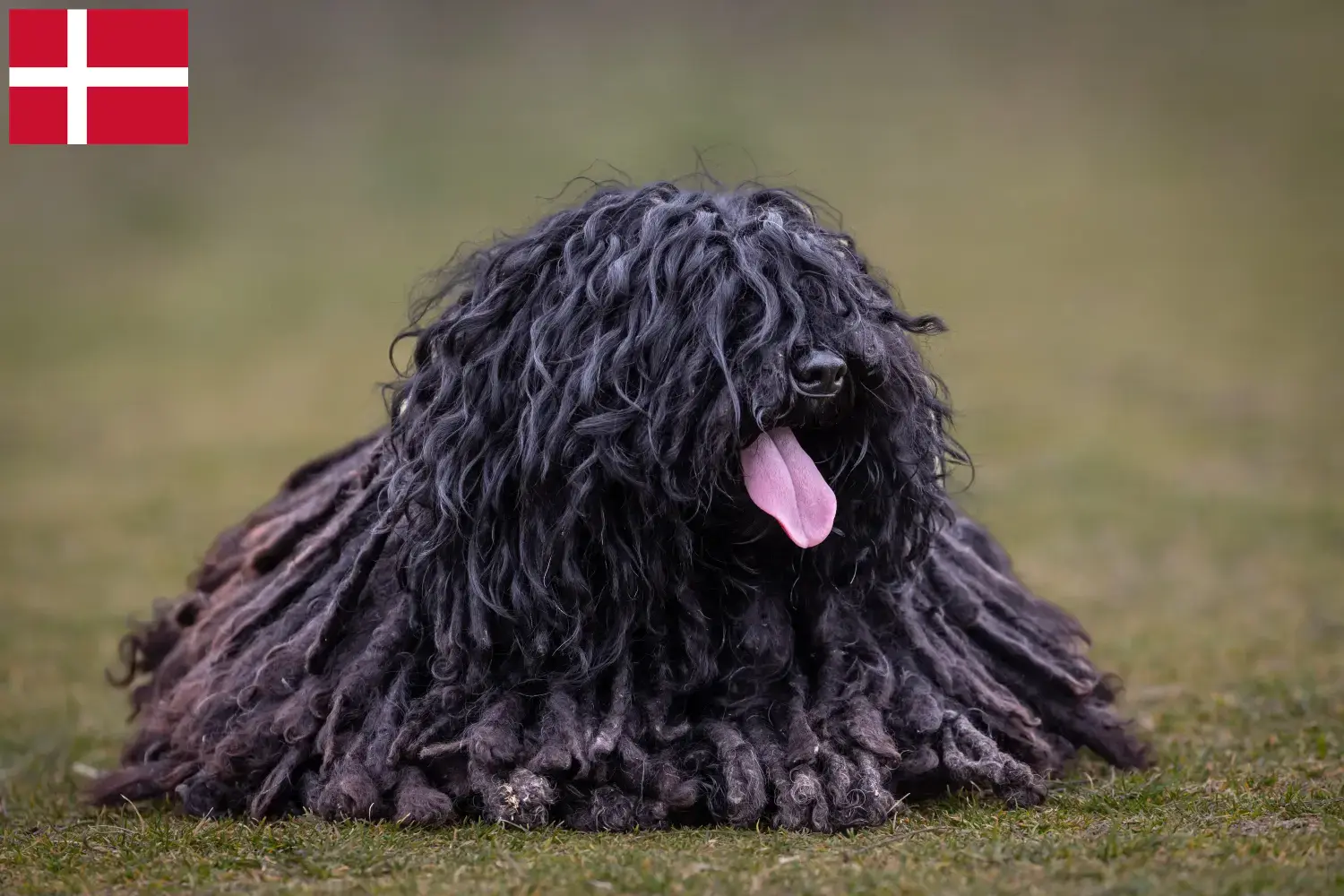 Read more about the article Puli breeders and puppies in Denmark