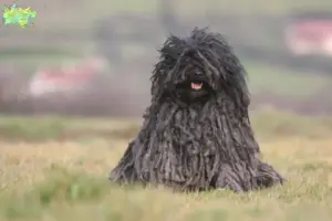 Read more about the article Puli breeders and puppies in Midtjylland