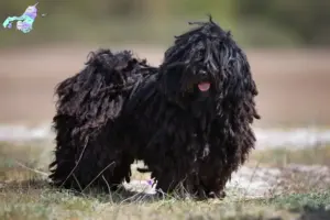 Read more about the article Puli breeders and puppies in Nordjylland