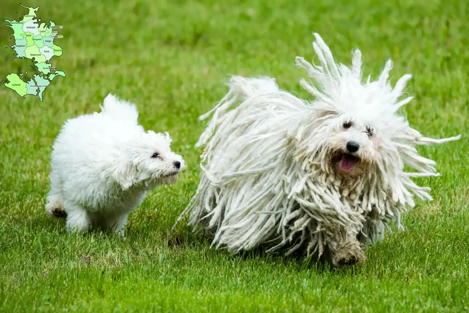Puli puppies and breeders Sjælland Here you can find Pulis breeders in Sjælland.