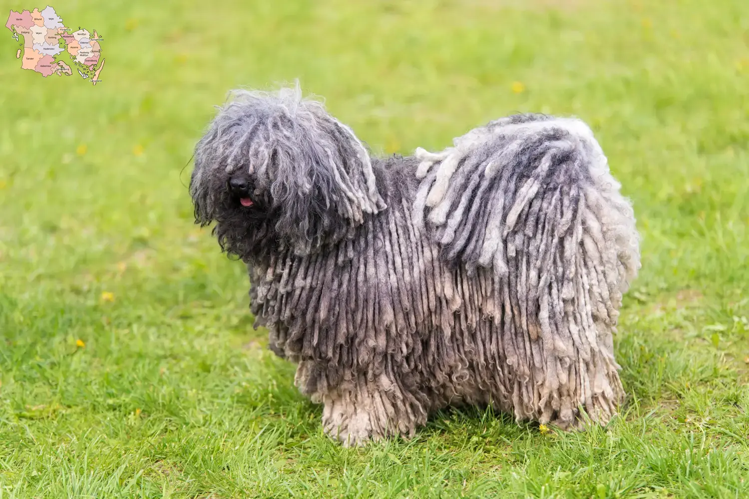 Puli puppies and breeders Syddanmark Here you can find Pulis breeders in Syddanmark.
