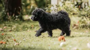 Read more about the article Puli breeders and puppies in Nordjylland