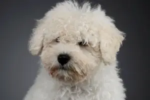 Read more about the article Puli breeders and puppies in Syddanmark