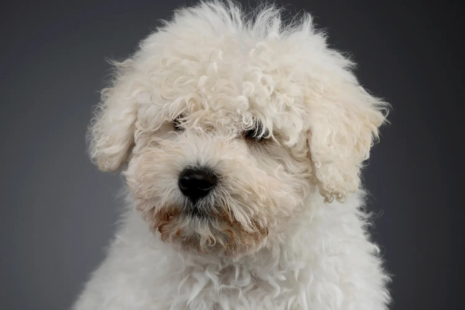 Buying a Puli puppy means taking responsibility! Buy Puli puppies.