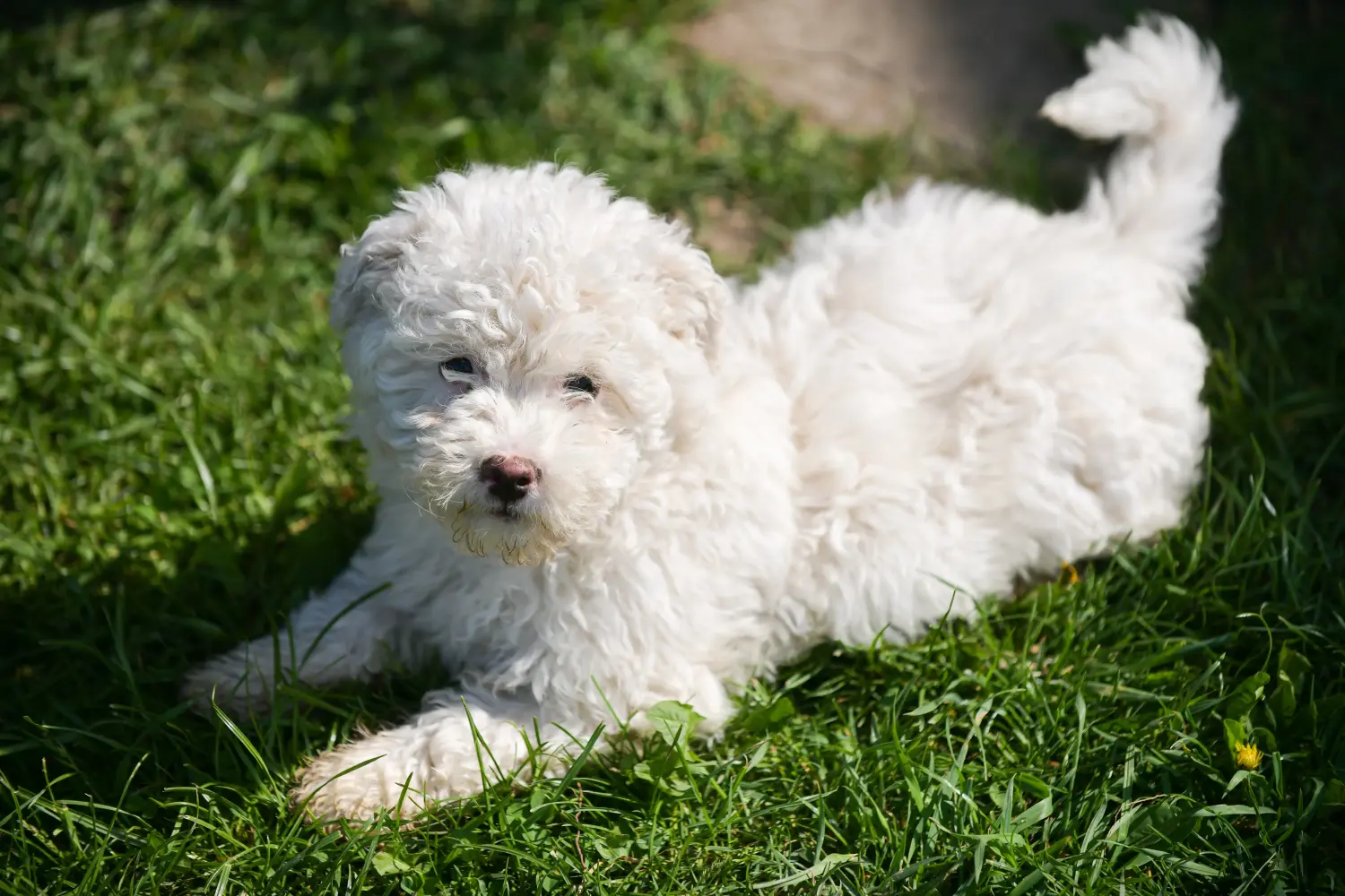 Buying a Puli puppy means taking responsibility! Buy Puli puppies.