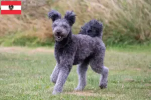 Read more about the article Pumi breeders and puppies in Austria