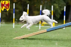 Read more about the article Pumi breeders and puppies in Burgenland