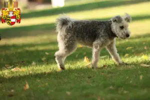 Read more about the article Pumi breeders and puppies in Carinthia