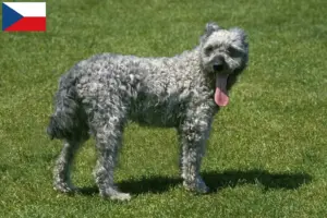 Read more about the article Pumi breeders and puppies in the Czech Republic