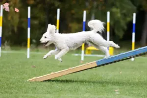 Read more about the article Pumi breeders and puppies in Hovedstaden