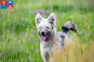 Read more about the article Pumi breeders and puppies in Karlsbad