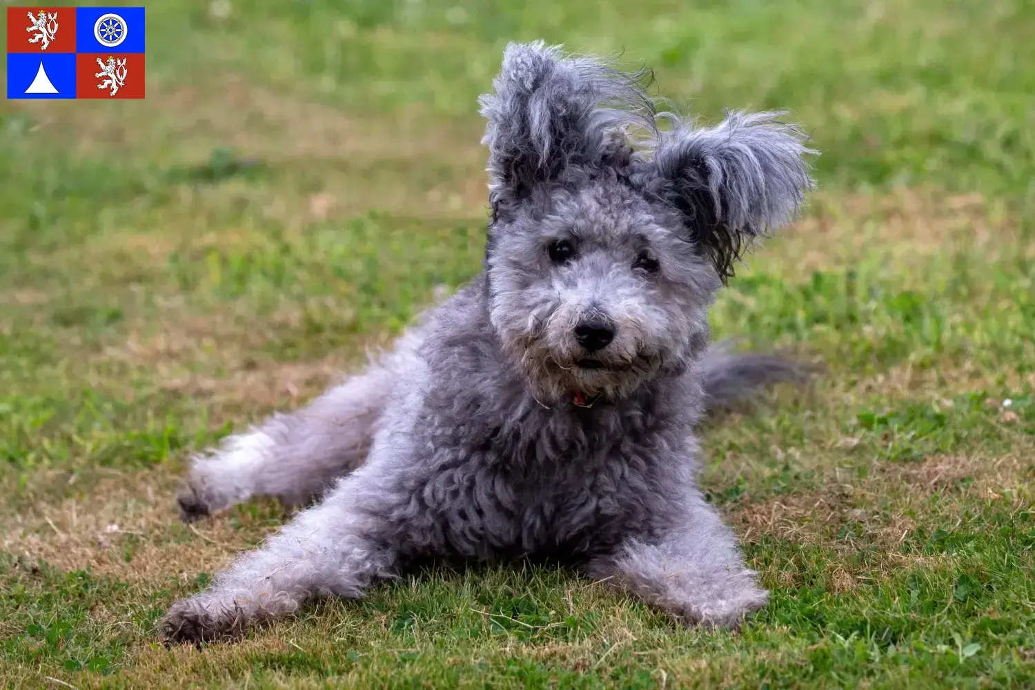 Read more about the article Pumi breeders and puppies in Liberec