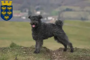 Read more about the article Pumi breeders and puppies in Lower Austria