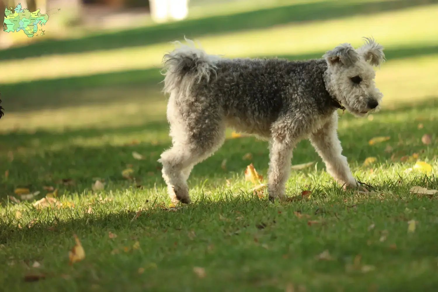 Read more about the article Pumi breeders and puppies in Midtjylland