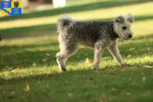 Read more about the article Pumi breeders and puppies in Olomouc