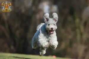 Read more about the article Pumi breeders and puppies in Prague