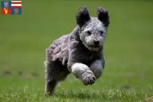 Read more about the article Pumi breeders and puppies in South Moravia
