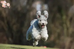 Read more about the article Pumi breeders and puppies in Syddanmark