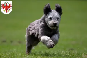 Read more about the article Pumi breeders and puppies in Tirol