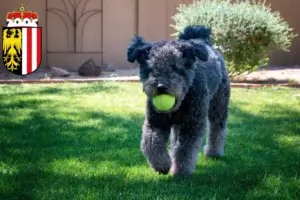 Read more about the article Pumi breeders and puppies in Upper Austria