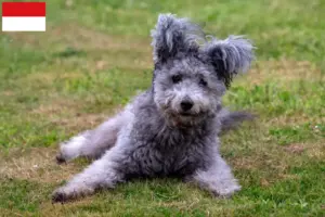 Read more about the article Pumi breeders and puppies in Vienna