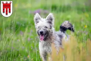 Read more about the article Pumi breeders and puppies in Vorarlberg