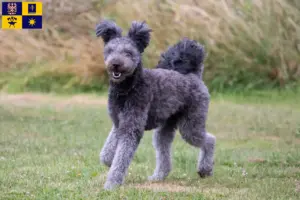 Read more about the article Pumi breeders and puppies in Zlín