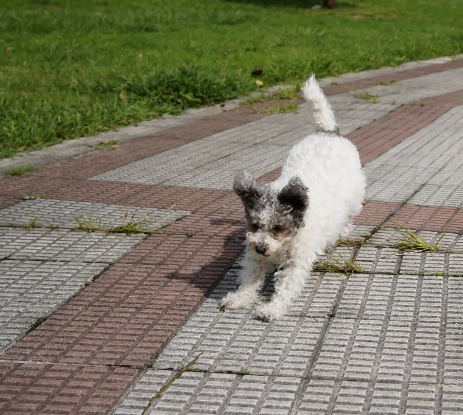 Buying a Pumi puppy means taking responsibility! Buy Pumi puppies.