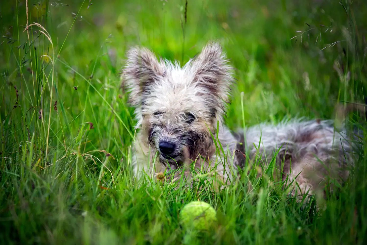 Buying a Pumi puppy means taking responsibility! Buy Pumi puppies.