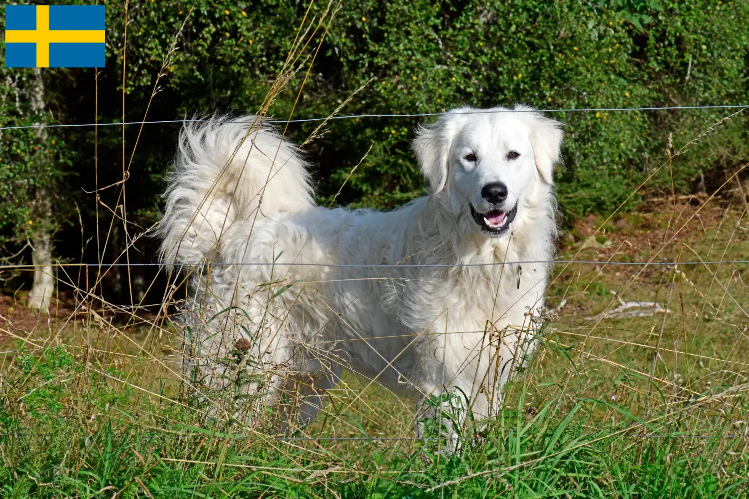 Pyrenean Mountain Dog puppies and breeders Sweden Find Pyrenean Mountain Dog breeders in Sweden.