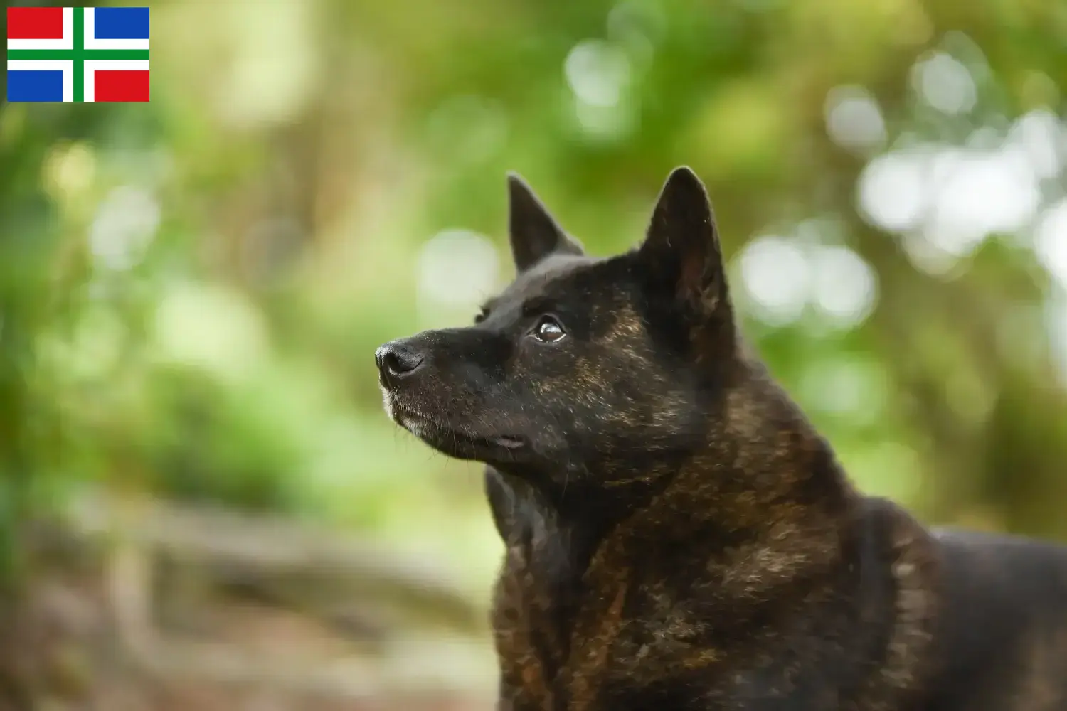 Read more about the article Kai breeder and puppies in Groningen