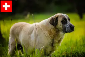 Read more about the article Rafeiro do Alentejo breeders and puppies in Switzerland
