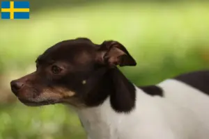 Read more about the article Rat Terrier breeders and puppies in Sweden