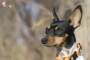 Read more about the article Ratonero Valenciano breeders and puppies in Hovedstaden