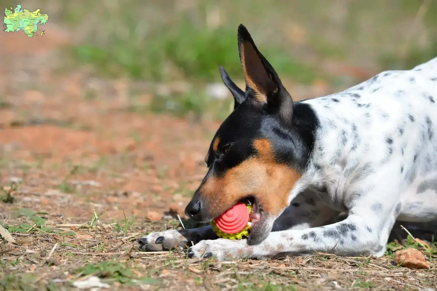 Read more about the article Ratonero Valenciano breeders and puppies in Midtjylland