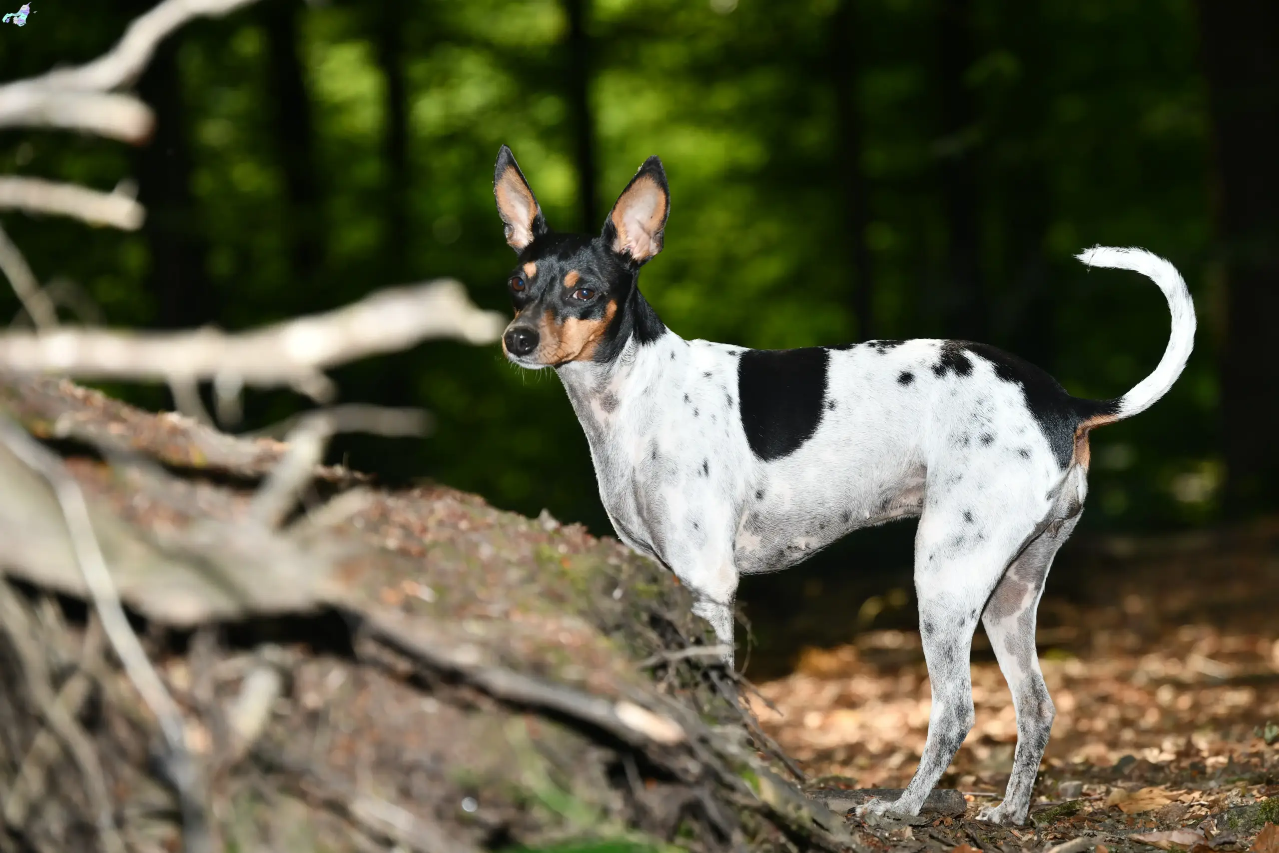 Read more about the article Ratonero Valenciano breeders and puppies in Nordjylland